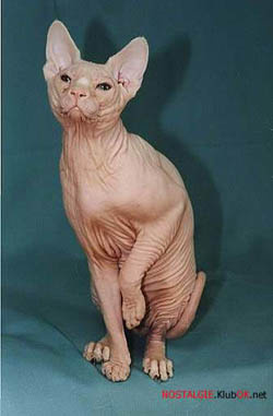  Это знаменитый кот Aztec Baringa по прозвищу Пельмень из питомника 'Ruaztec' Тани Смирновой.